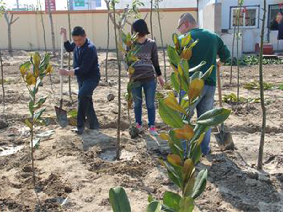 开展植树活动 倡导绿色理念